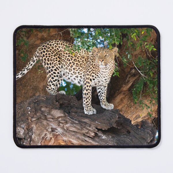Item preview, Leopard in a Mashatu Tree designed and sold by elissatitle.