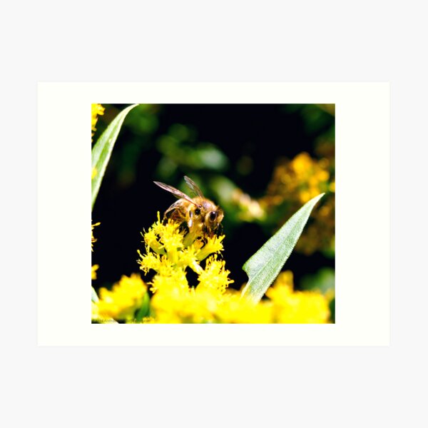 ~Pollinator~ Art Print