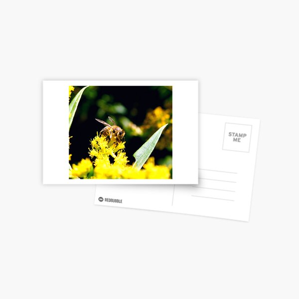 ~Pollinator~ Postcard