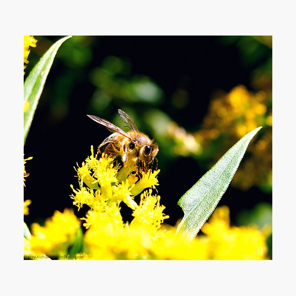 ~Pollinator~ Photographic Print