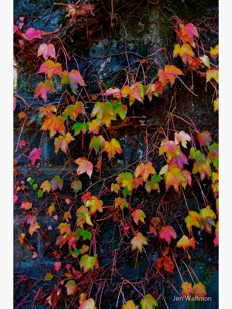 Thumbnail 3 of 3, Sticker, Dreaming of Leaves in Every Hue designed and sold by Jdubphotog.