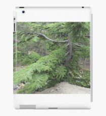 green pine tree iPad Case/Skin