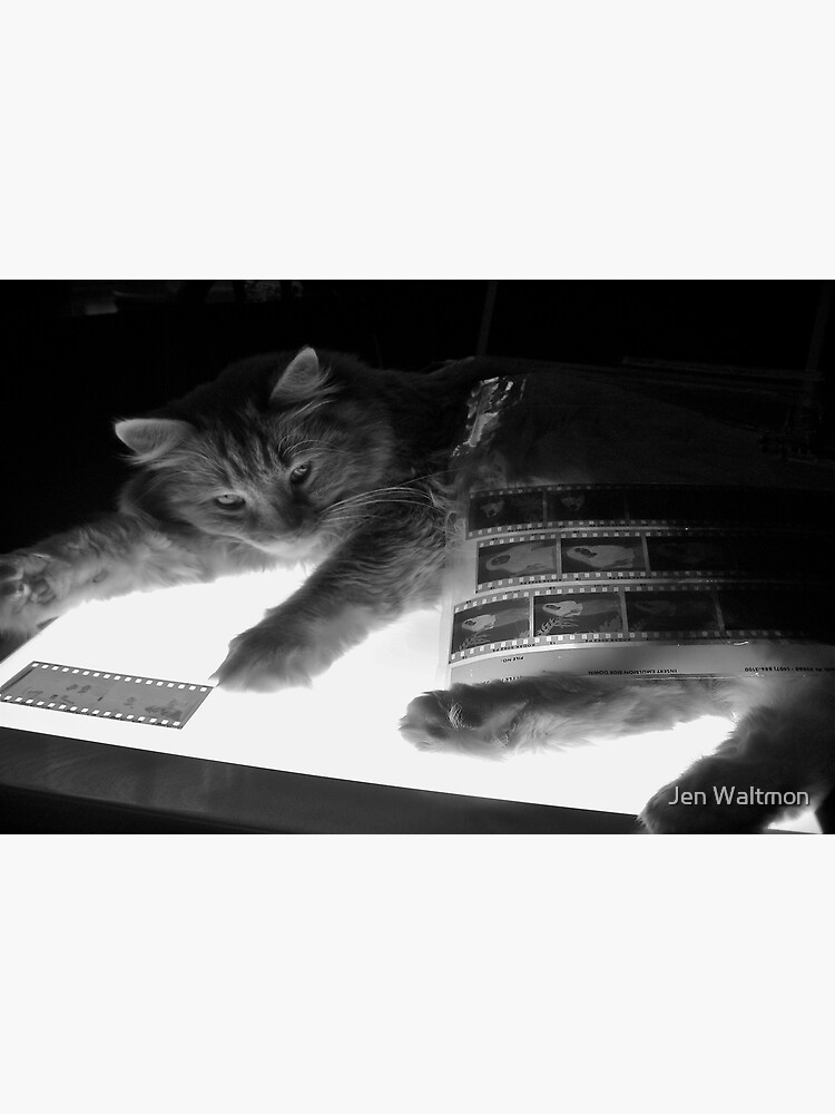 Thumbnail 2 of 2, Postcard, The Lightbox, the Cat and the Negatives II designed and sold by Jdubphotog.