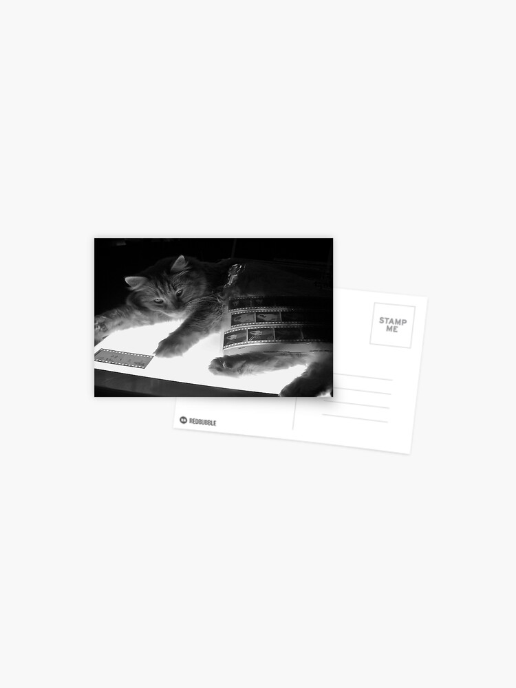 Thumbnail 1 of 2, Postcard, The Lightbox, the Cat and the Negatives II designed and sold by Jdubphotog.