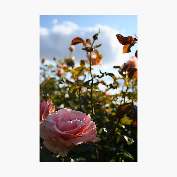 Item preview, Old Rose designed and sold by Kphotographer.
