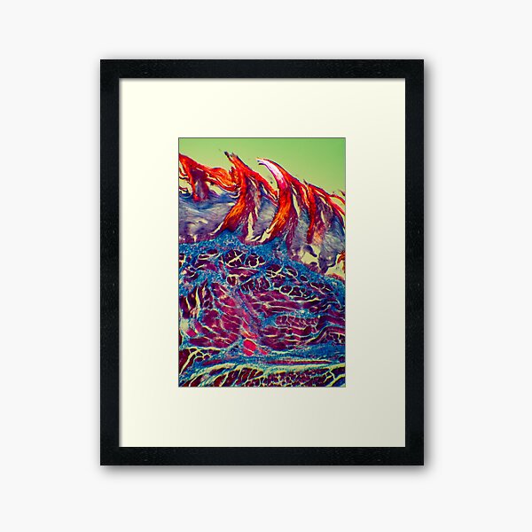Tri Chromatic Taste Buds Framed Art Print