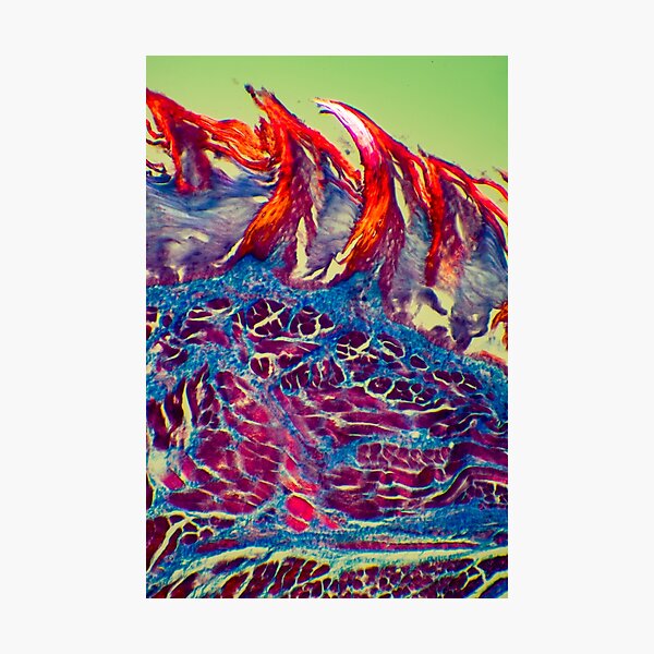 Item preview, Tri Chromatic Taste Buds designed and sold by ckphotohisto.