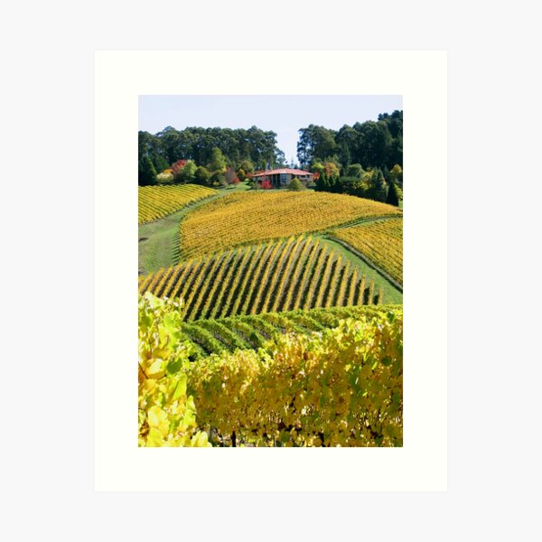 Item preview, Golden Vines - Lenswood designed and sold by LeeoPhotography.