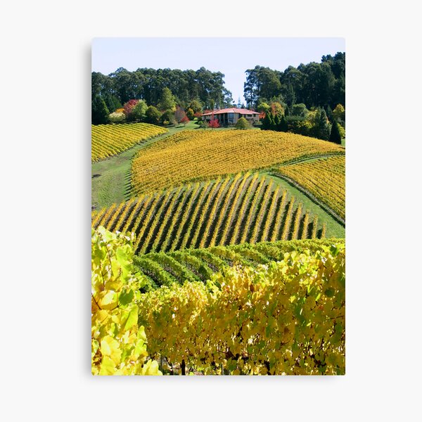 Item preview, Golden Vines - Lenswood designed and sold by LeeoPhotography.