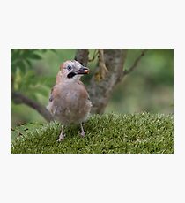 Jay - Garrulus glandarius Photographic Print