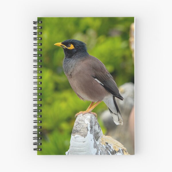 Item preview, Common myna designed and sold by troianifabrizio.