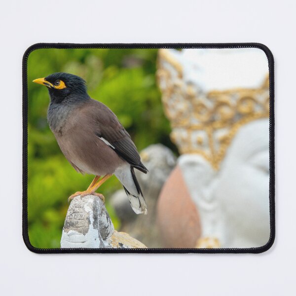 Item preview, Common myna designed and sold by troianifabrizio.