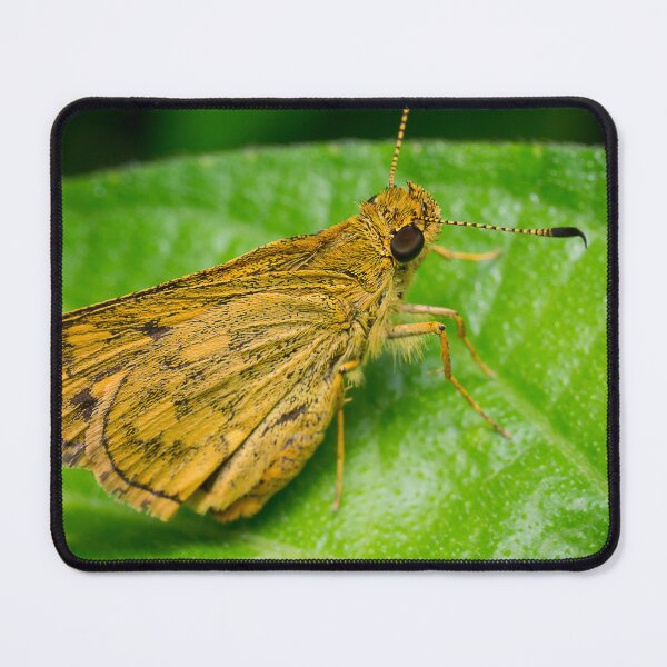 Item preview, Unique and organic photo of a yellow skipper (butterfly) designed and sold by AvonPerception.