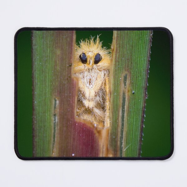 Item preview, Unique and organic photo of a yellow tussock moth face designed and sold by AvonPerception.