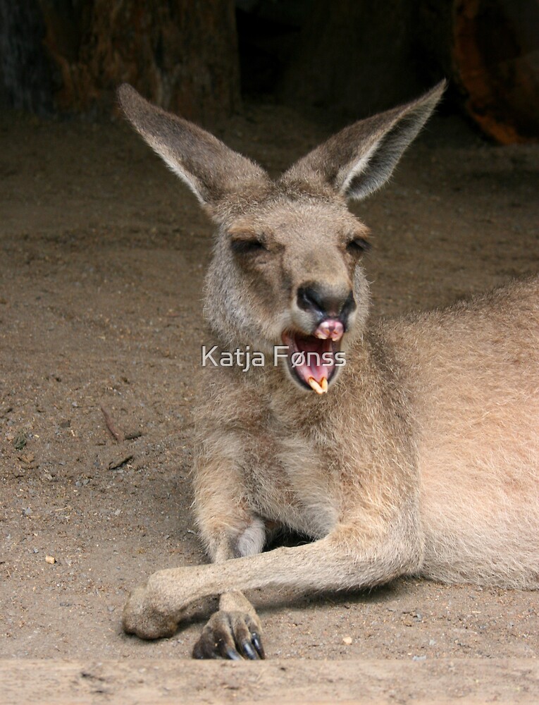 Yawning Kangaroo By Katja Fønss Redbubble