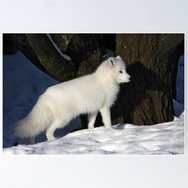 Item preview, Arctic Fox. designed and sold by Roddy Atkinson.