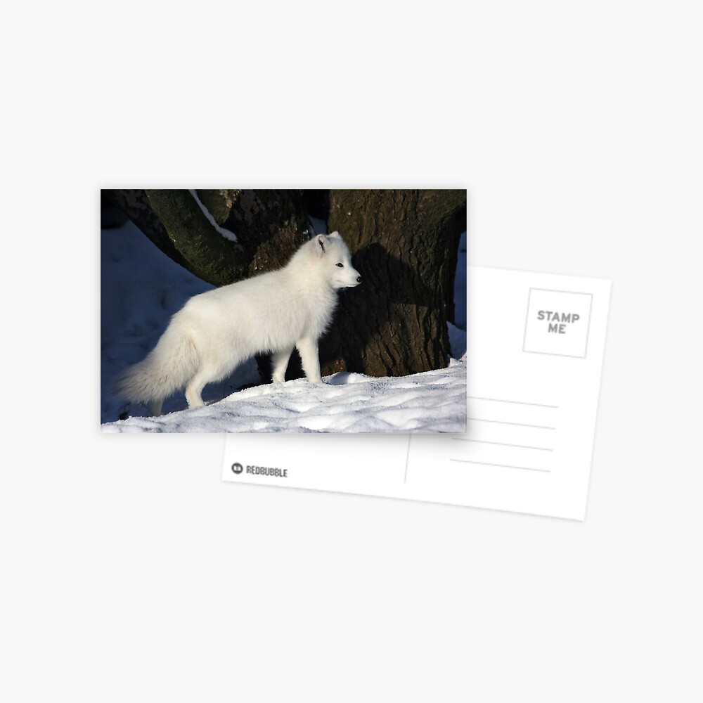 Carte De Vœux Le Renard Arctique Par Auroraepc Redbubble