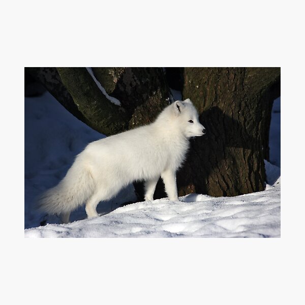 Arctic Fox. Photographic Print