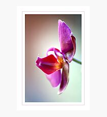 Pout Photographic Print