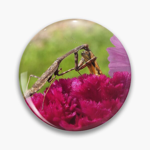 Item preview, Praying Mantis Dining on a Moth designed and sold by Frankie Cat Photography.