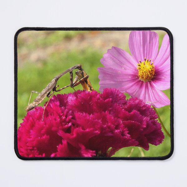 Item preview, Praying Mantis Dining on a Moth designed and sold by Frankie Cat Photography.