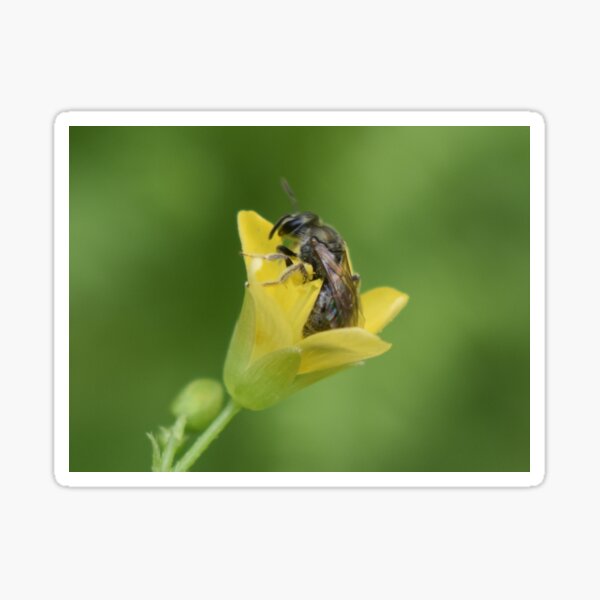 Item preview, Small wonders 2022 designed and sold by Tonia Delozier's Photography .