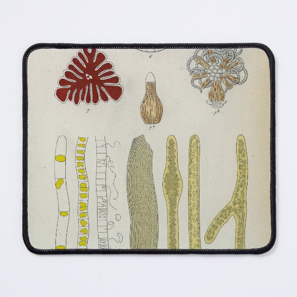 Item preview, Pollen, plate 11 designed and sold by Lloyd Library & Museum.