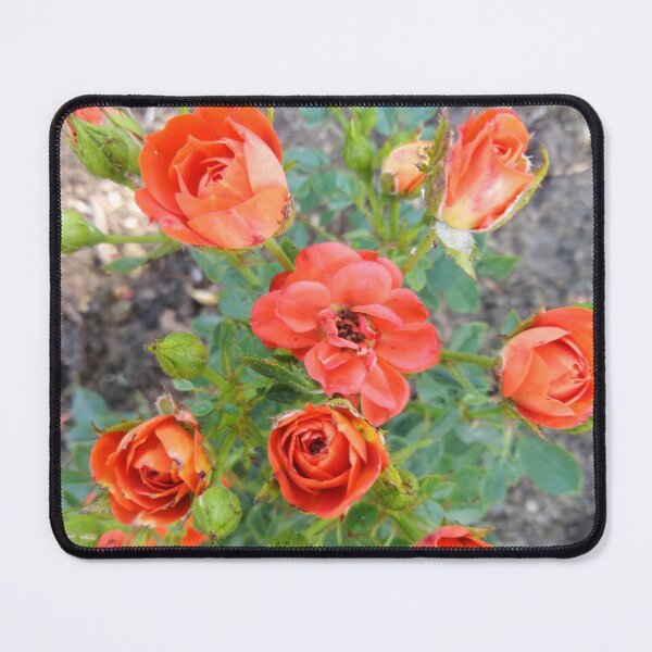Item preview, Today, all you need is this orange rose - and love designed and sold by Raigitam.