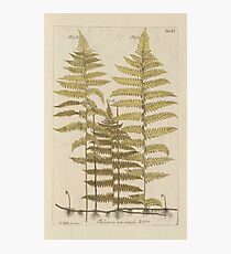 Vintage Fern Botanical Photographic Print