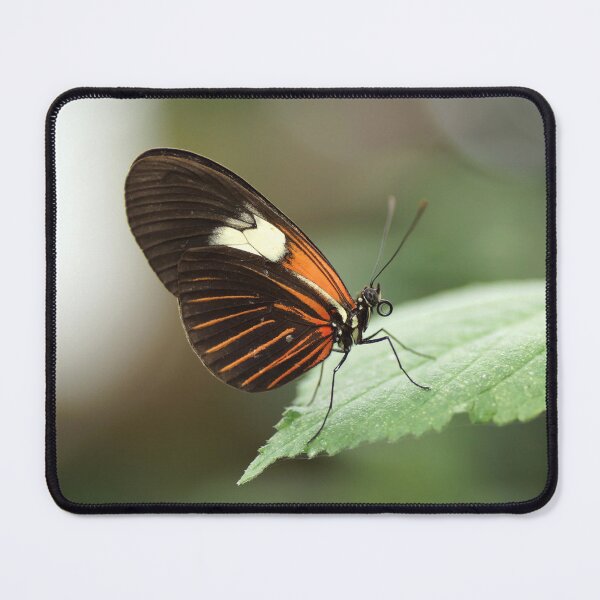 Item preview, Butterfly designed and sold by Alan Gregg.