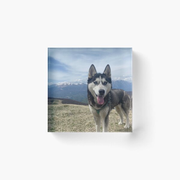 Item preview, Husky Dog On Mountain Hike designed and sold by DrGin-and-Juice.