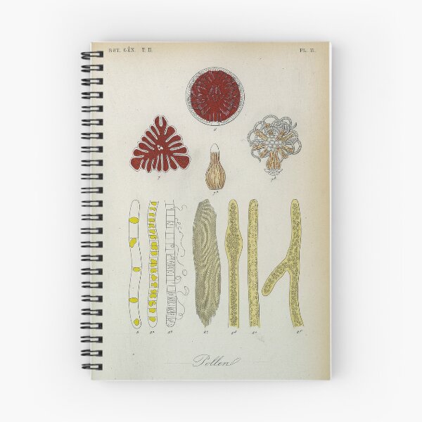 Item preview, Pollen, plate 11 designed and sold by Lloyd Library & Museum.
