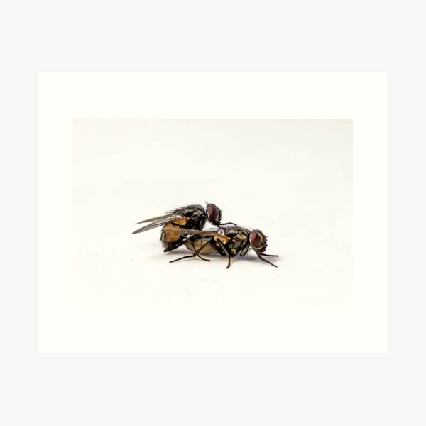Two Flies Art Print