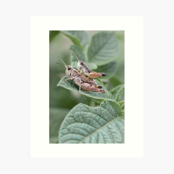 Hitchhikers Art Print