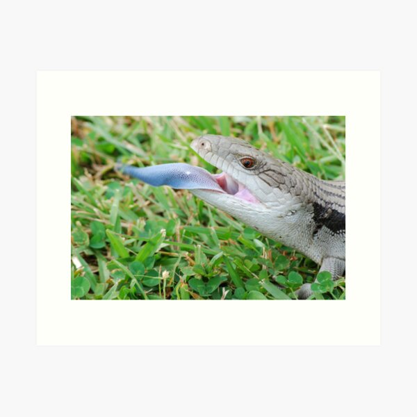 Item preview, Eastern Blue-tongue designed and sold by Steve  Woodman.