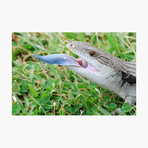Item preview, Eastern Blue-tongue designed and sold by Steve  Woodman.