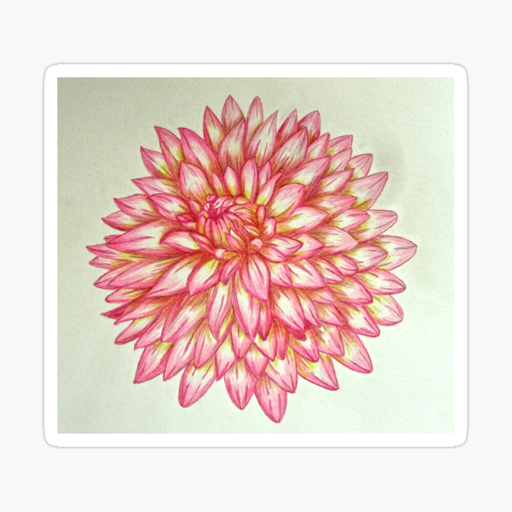 Dahlia Flower Graphic · Creative Fabrica