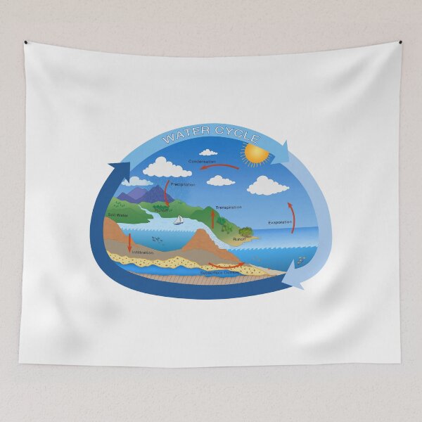 Item preview, Water Cycle, Environmental Science and Ecology designed and sold by ScienceSource.