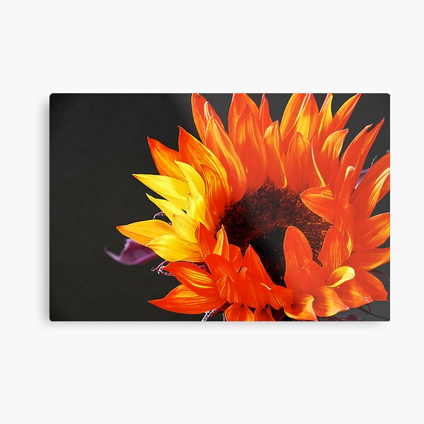 blushed... Metal Print