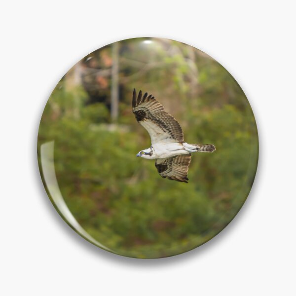 Item preview, Osprey in Flight designed and sold by StewieStrout.