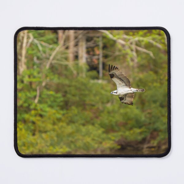 Item preview, Osprey in Flight designed and sold by StewieStrout.
