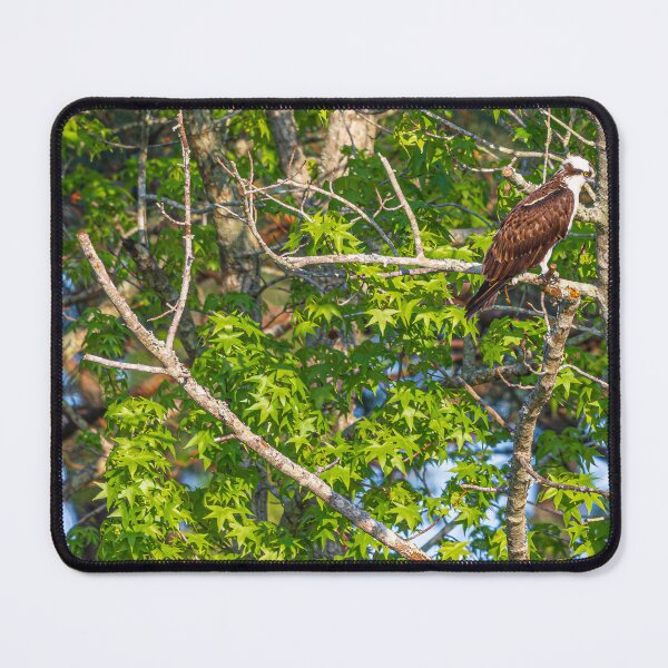 Item preview, Osprey on a branch designed and sold by StewieStrout.