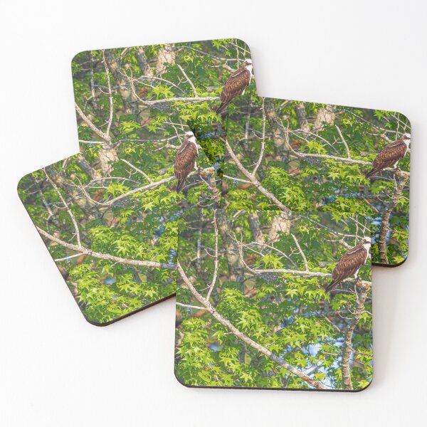 Item preview, Osprey on a branch designed and sold by StewieStrout.