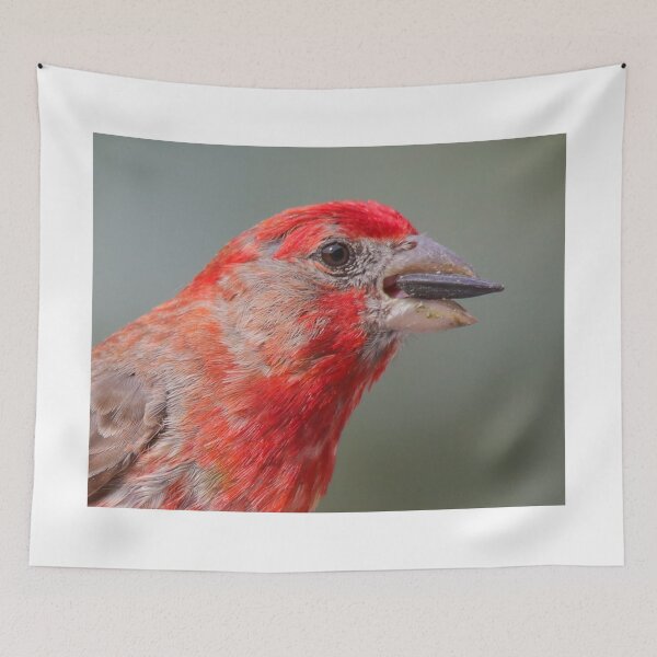 Item preview, Red-headed House Finch With Sunflower Seed designed and sold by FreelanceJim.