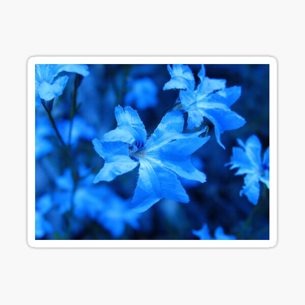 Blue Leschenaultia - 2 Sticker