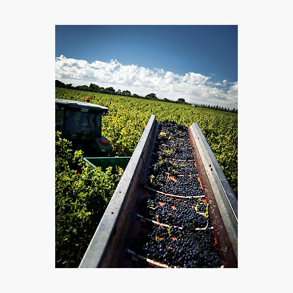 Item preview, The Last Row of Harvest designed and sold by SD Smart.