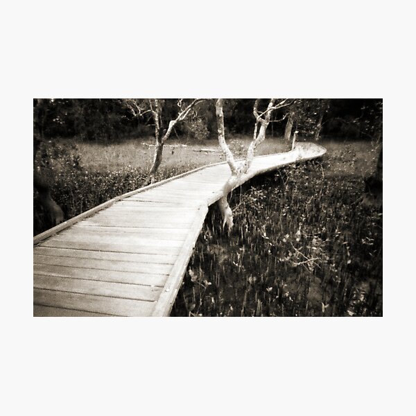 Mangrove boardwalk Photographic Print