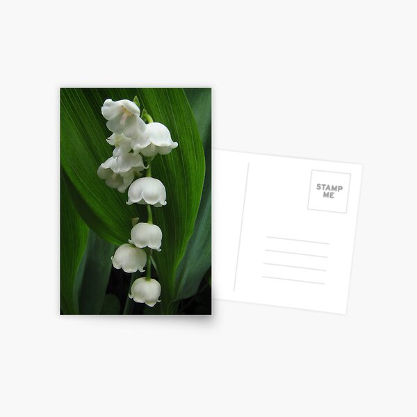 Sweetness and Light Postcard