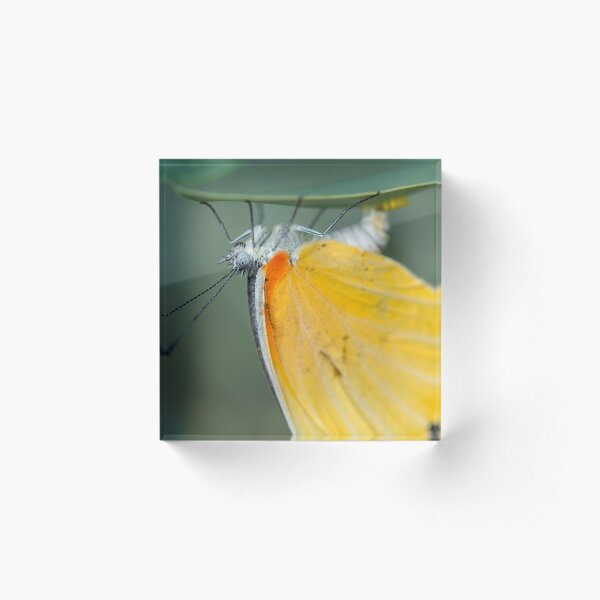 Item preview, Laying Eggs designed and sold by Shaun Colin Bell.