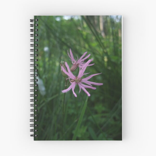 Item preview, Ragged Robin (Lychnis flos-cuculi) designed and sold by IOMWildFlowers.